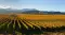 What Are the Best Wine Regions in New Zealand?